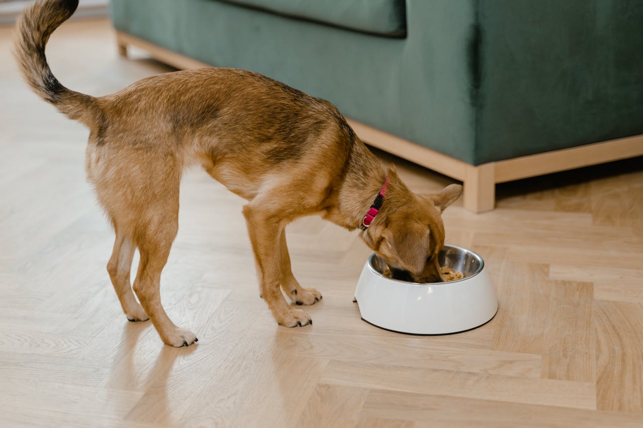 Services-01 A small brown dog enjoys a meal from its bowl indoors, showcasing cozy living.