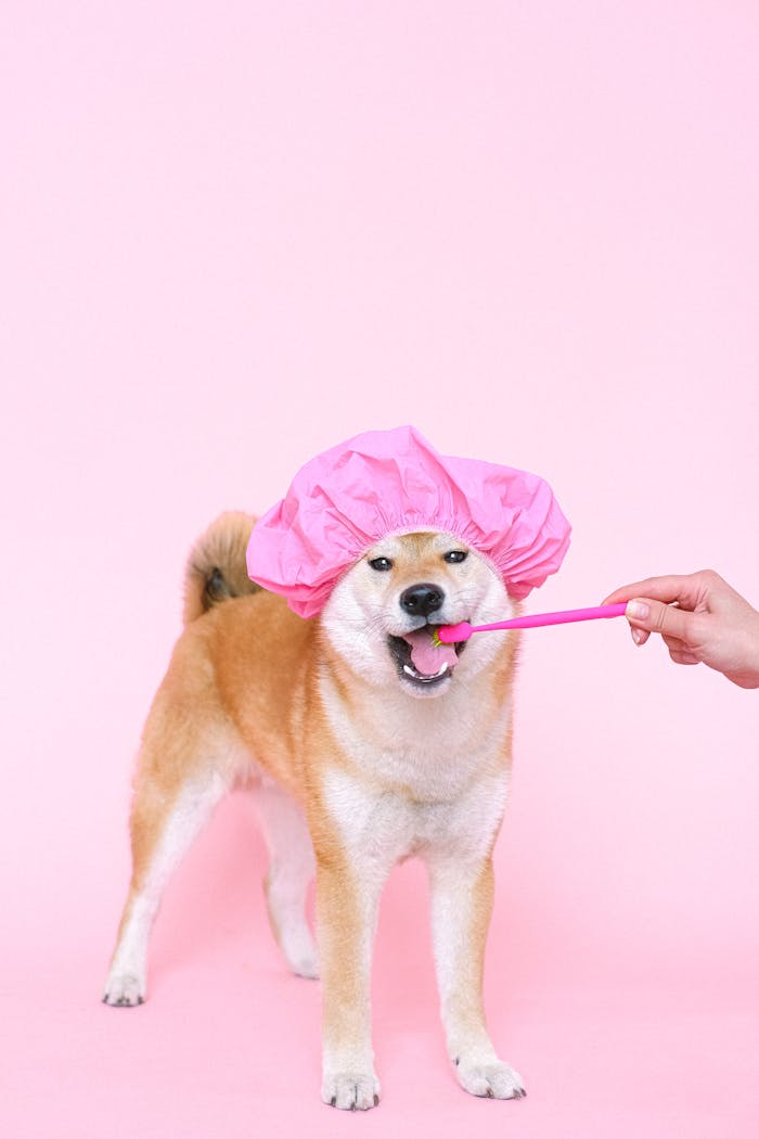 why-choose-us Cute Shiba Inu wearing a pink cap, brushing teeth on a pink background.