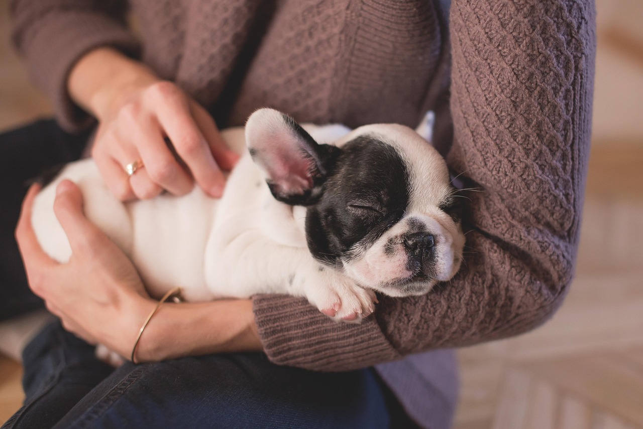 creative-01 bulldog, puppy, pet, owner, woman, sleep, sleeping, asleep, sleeping dog, nature, animal, canine, cute, dog, hands, relax, stroking