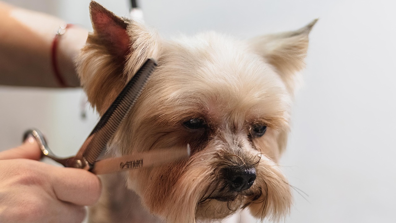 creative-03 dog, grooming, professional, haircut, nature, animal, pet care, pet, canine, dog haircut, domestic animal