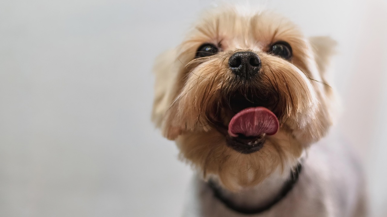 creative-03 dog, grooming, professional, haircut, animal, nature, pet care, pet, canine, dog haircut, domestic animal