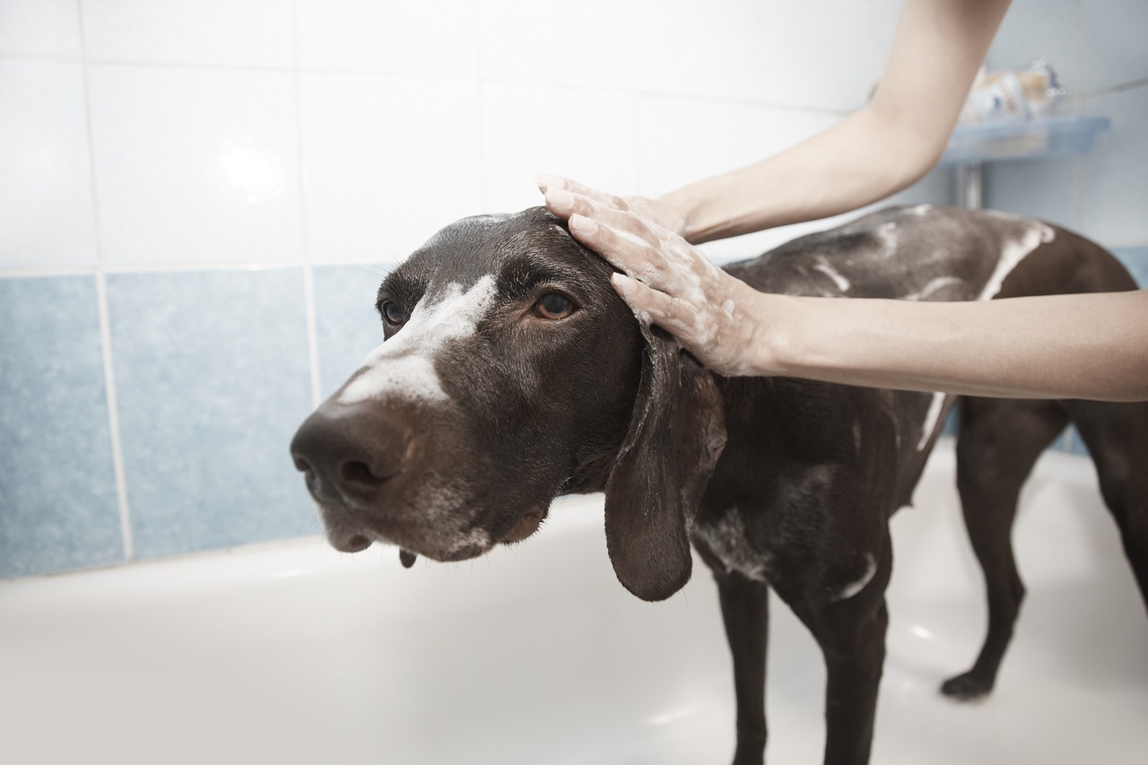 digital-01 dog, pet, shower, grooming, clean, animal, bath, dog bath