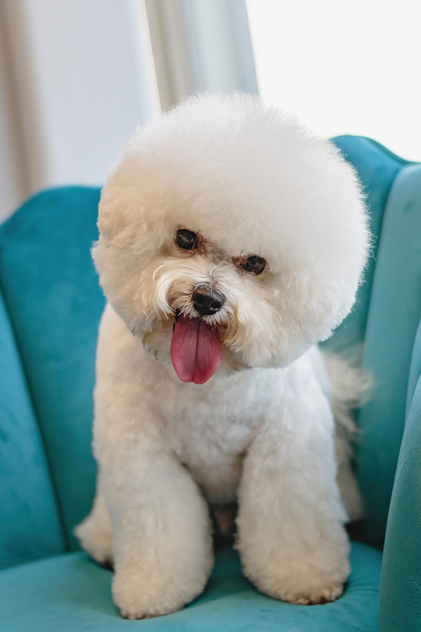 creative-02 grooming, dog, nature, pet, animal, salon, fur, puppy, domestic, purebred, white dog, canine, mammal, cute, adorable, care