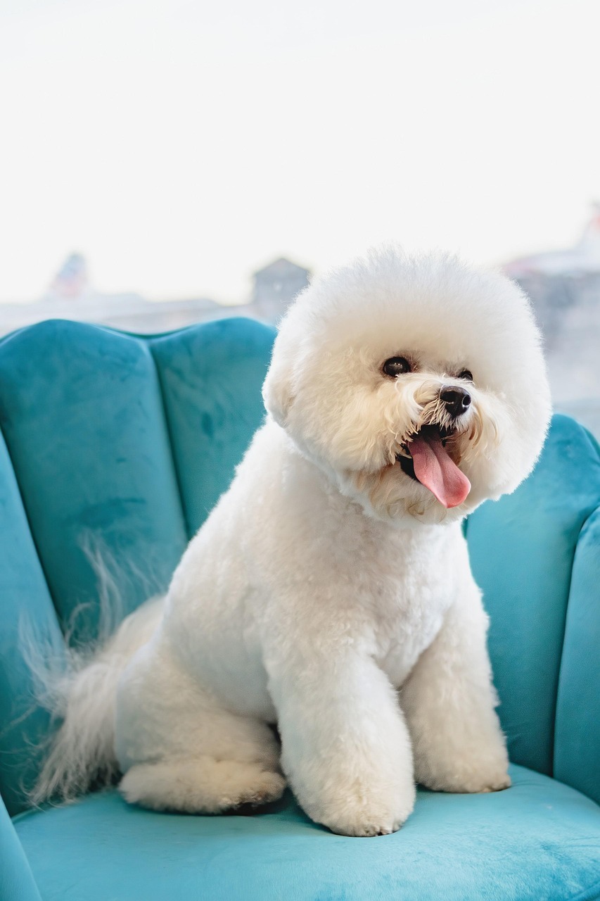creative-03 grooming, pet, dog, canine, pet salon, animal, groomer, puppy, pet care
