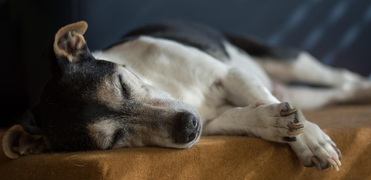 creative-02 jack russell, dog, old, terrier, domestic animal, animal, race, small dog, purebred dog, face, fur, dogs portrait, dementia, senior, blind, deaf, care, care dog, animal shelter, foster, pet, lying, cute, nature, close up, dear