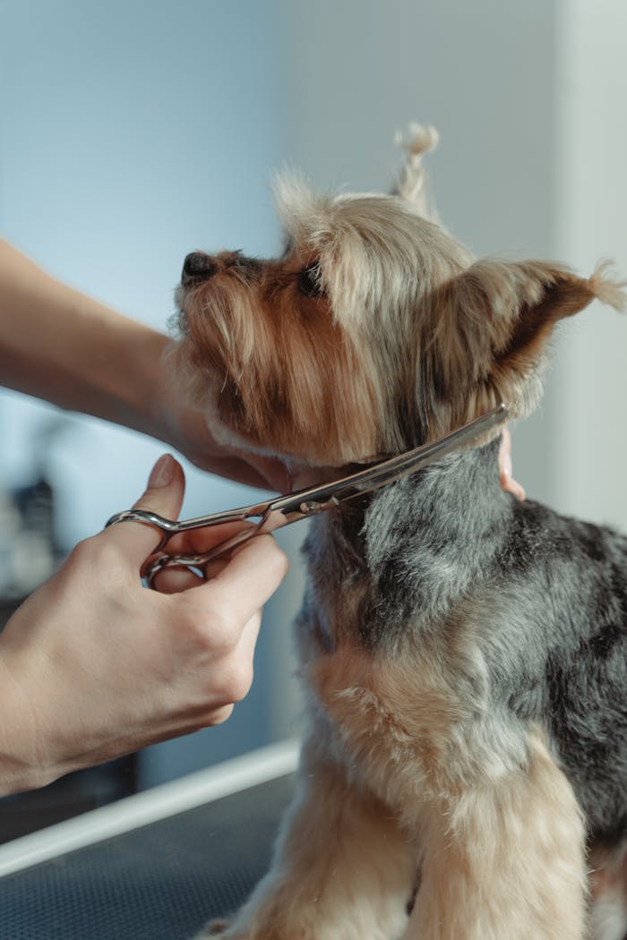 digital Close-up of a Yorkshire Terrier being trimmed by a groomer with scissors, highlighting meticulous care.