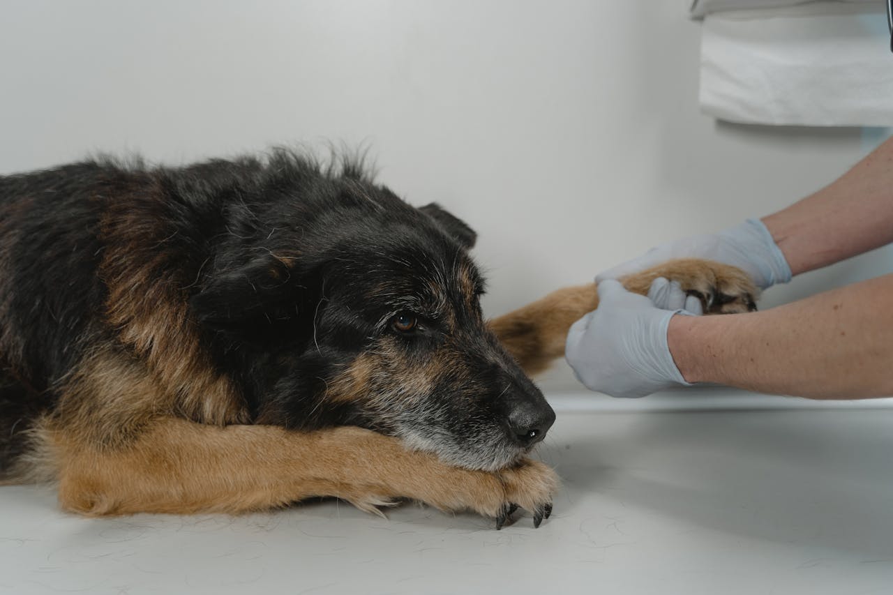 Services-02 A veterinarian examines a relaxed dogs paw on a white table indoors.
