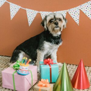 Cute Yorkshire Terrier sitting on floor with present boxes and cone caps in room decorated with flag garland