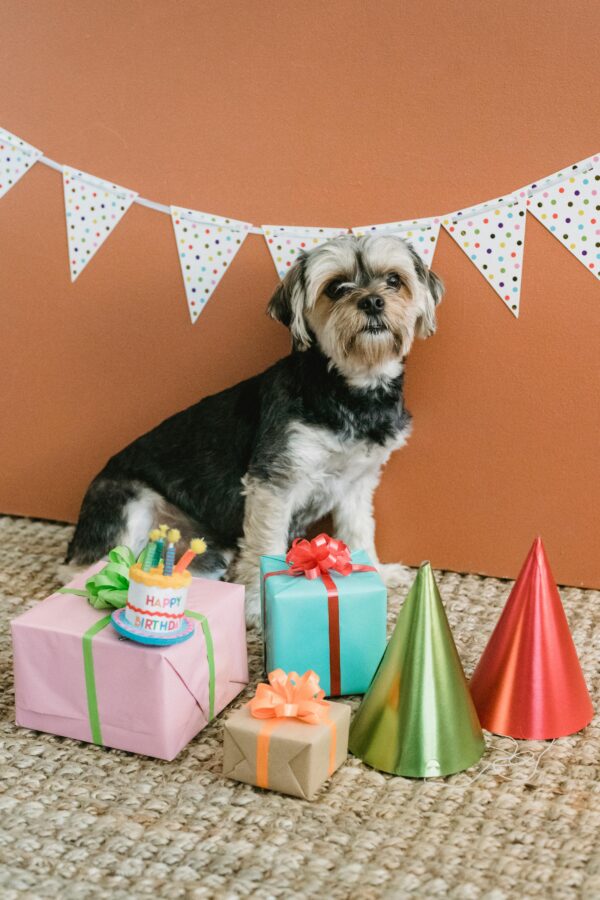 Cute Yorkshire Terrier sitting on floor with present boxes and cone caps in room decorated with flag garland