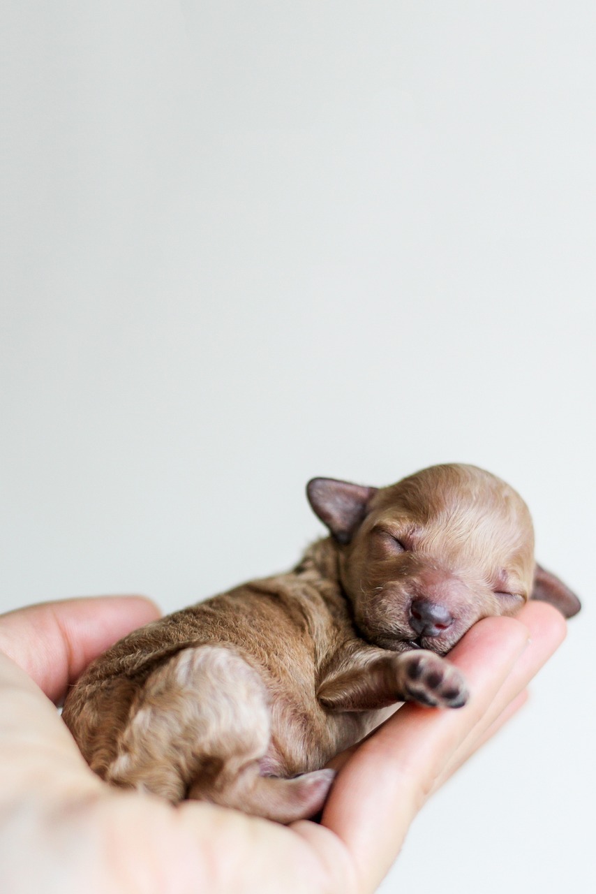 brand-03 puppy, canine, pet, hand, palm, dog, animal, sleeping