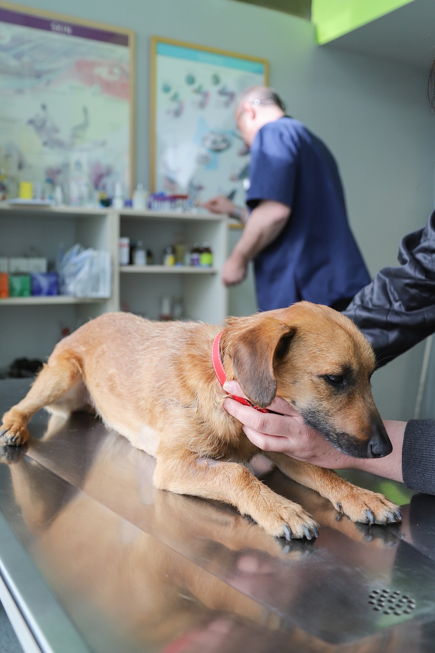 brand-02 veterinarian, examination dog, ambulance, clinic, pets, dog, pet, health, prevention, animal, diagnosis, nature, dog diseases, vaccination, care, treatment, petcare